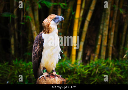 Grand aigle des Philippines Banque D'Images