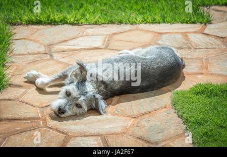 Un petit chien gris, mélange de Terrier Schnauzer, allongé au soleil tout en regardant dans l'appareil photo sur une journée tranquille. Banque D'Images