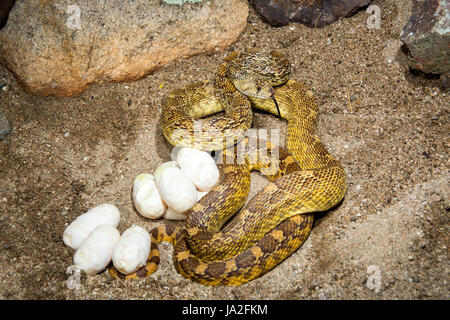 Pituophis catenifer Couleuvre à Tucson, Arizona, United States 2 juin femelle adulte avec 8 oeufs. Colubridae Banque D'Images