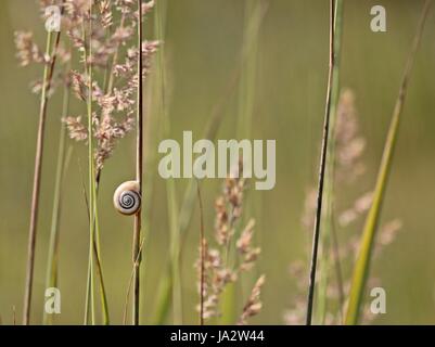 Escargot, coquille d'escargot, lames, brins d'herbe, brin d'herbe, herbe, prairie, Banque D'Images