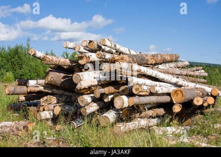 Sciage se situent sur une herbe verte Banque D'Images