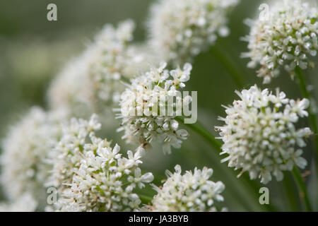 L'eau de la pruche filipendule vulgaire (Oenanthe crocata) inflorescence. Fleurs très toxiques dans umbela en usines de la famille des Apiaceae Banque D'Images