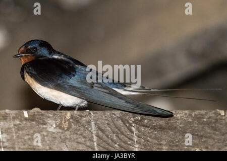 Swallow (Hirundo rustica) de profil. Oiseau de la famille des Hirundinidae perché sur poutre de bois en stable Banque D'Images