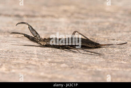 Scorpion d'eau (Nepa cinerea). Aquatiques prédateurs bug dans la famille Nepidae, avec processus caudal qui agit en tant que tube respiratoire Banque D'Images