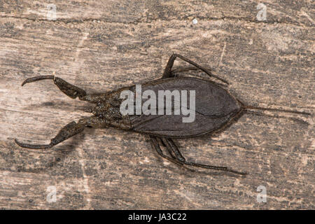 Scorpion d'eau (Nepa cinerea). Aquatiques prédateurs bug dans la famille Nepidae, avec processus caudal qui agit en tant que tube respiratoire Banque D'Images