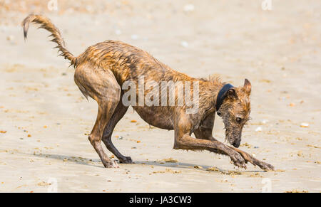 Scottish Deerhound Lurcher chien jouant dans le sable sur une plage. Banque D'Images
