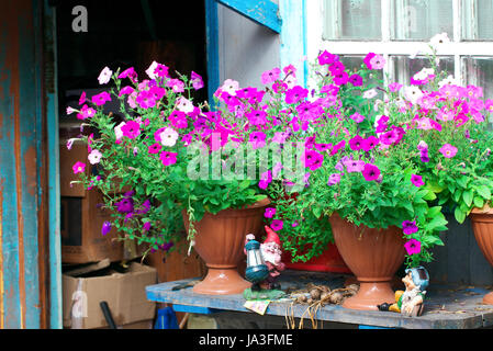 Deux nains de jardin sur un banc de fleurs pétunia. Plantes luxuriantes Banque D'Images