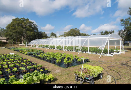 Central Florida home bio jardin avec plantes et légumes à l'arrière-cour pour une saine alimentation et à la coopérative agricole de l'alimentation Banque D'Images