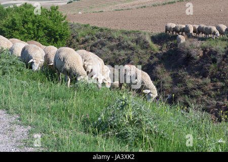 Des moutons paissant dans le champ ouvert Banque D'Images