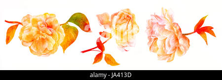 Aquarelles de style vintage pivoine rose, rose, et camélia, fleurs sur les branches avec des feuilles vertes, isolé sur fond blanc, ensemble d'el décoratif Banque D'Images