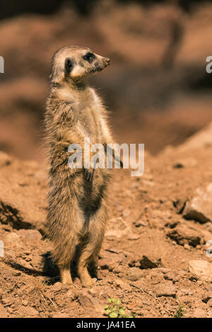 Photo verticale de l'homme surikata on guard. Les peuplements animaux sur envoyer avec plusieurs pierres et un flou rock est en arrière-plan. Mammifère a une fourrure de nice Banque D'Images