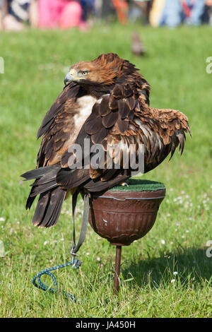 Portrait de l'Est de l'aigle impérial (Aquila heliaca) Banque D'Images