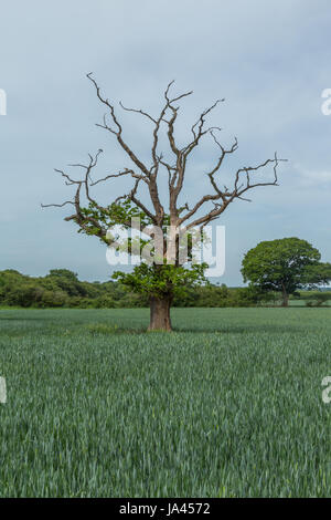 Un seul ancien arbre mort dans un champ vert avec un ciel bleu nuages blancs et fins dans le ciel. L'arbre a beaucoup de branches qui sort. Banque D'Images