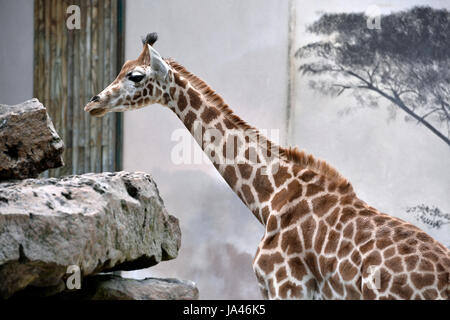 Zoo de la Flèche, France Banque D'Images