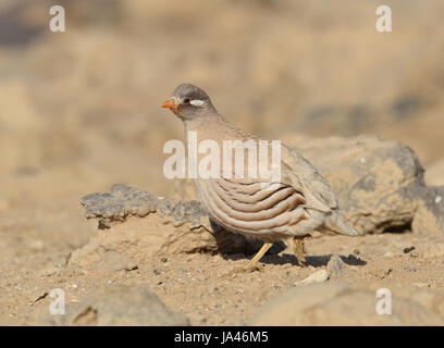 La perdrix de sable - Ammoperdix heyi Banque D'Images