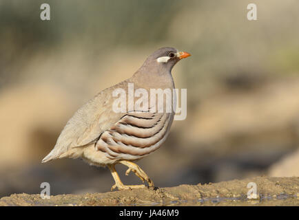 La perdrix de sable - Ammoperdix heyi Banque D'Images