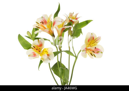 L'Alstroemeria jaune et rouge fleurs et feuillage isolés contre white Banque D'Images