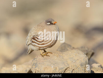 La perdrix de sable - Ammoperdix heyi Banque D'Images