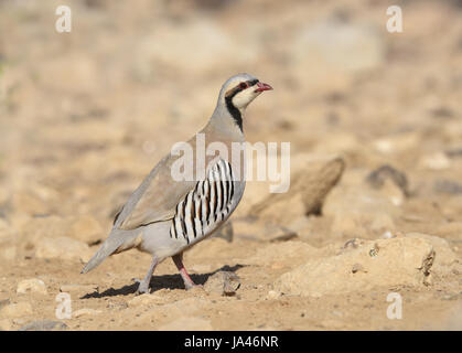 - Alectoris chukar Chukar Banque D'Images