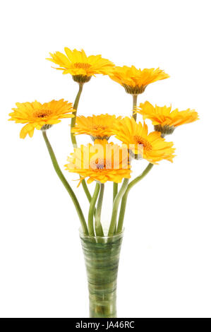 Les gerberas jaune dans un vase isolé contre white Banque D'Images