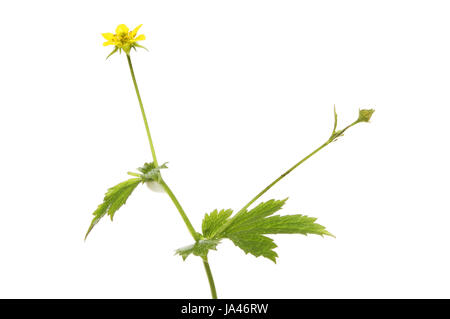 Geum urbanum Bennett, herbe, fleurs et feuillages isolés contre white Banque D'Images