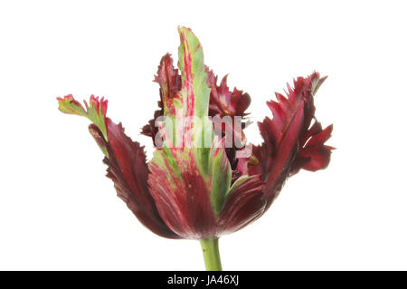 Grumes froufrous tulip flower isolated on white Banque D'Images