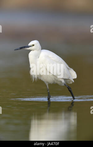 Aigrette garzette - Egretta garzetta Banque D'Images