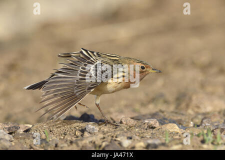 Des pipits à gorge rousse - Anthus cervinus Banque D'Images