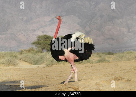 - L'Autruche Struthio camelus camelus sous-espèce à col rouge Banque D'Images