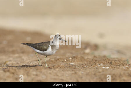 - Actitis hypoleucos Common Sandpiper Banque D'Images