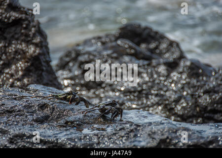 Deux noirs, les crabes à coquille mince debout sur une roche humide sur la côte d'Oahu, Hawaii. Banque D'Images