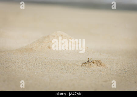 En face d'un autre grand du crabe burrow, un petit crabe fantôme commence son propre terrier dans le sable blanc de Waimanalo Beach sur l'île d'Oahu, Hawaii. Banque D'Images