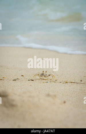 Un petit crabe fantôme récupère pour l'alimentation ou les éléments de la plage de sable blanc de Kailua sur l'île d'Oahu, Hawaii. Banque D'Images