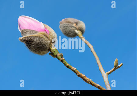 Une fleur de magnolia sur Banque D'Images