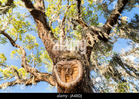 L'Esprit Saint Simons Island Tree, Gascoigne Bluff, St Simons Island, Géorgie Banque D'Images