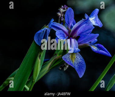 Iris à Beaver Lake dans le parc Stanley. Banque D'Images