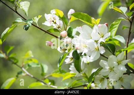 Les bourgeons sur un malus sargentii en pleine floraison des fleurs blanches et de bourgeons rose Banque D'Images