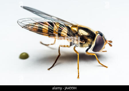 Syrphidae wasp ou le vol isolé sur fond blanc macro photographie Banque D'Images