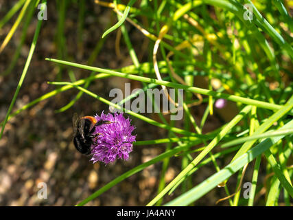 Gros plan de Bombus lapidarius, bourdon à queue rouge, sur la fleur de la ruche pourpre, Allium schoenoprasum, Écosse, Royaume-Uni Banque D'Images