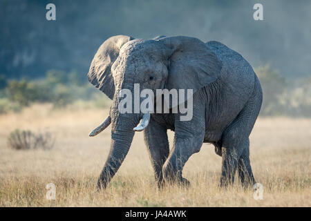 Un taureau Éléphant dans la région de Savuti le Parc National de Chobe au Botswana Banque D'Images