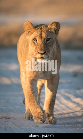 Jeune Lionne dans la zone de Savuti Botswana Banque D'Images
