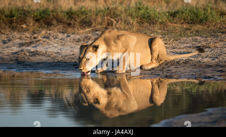 L'eau potable des adultes Lioness provenant d'une casserole naturelle dans la région de Savuti du parc national de Chobe au Botswana, dans un après-midi doré Banque D'Images