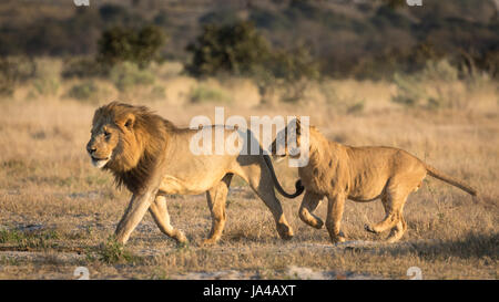 Lion mâle adulte fonctionnant avec un sous homme adulte qui suit, dans la zone de Savuti Botswana Banque D'Images