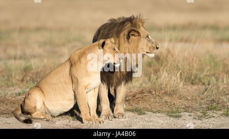 Paire de lions de l'Afrique de l'accouplement dans la zone de Savuti du Botswana Banque D'Images