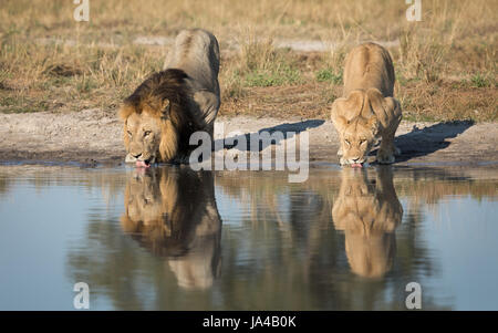 Lion mâle et femelle de l'eau potable d'un parc naturel dans la zone de Savuti pan du Botswana Banque D'Images