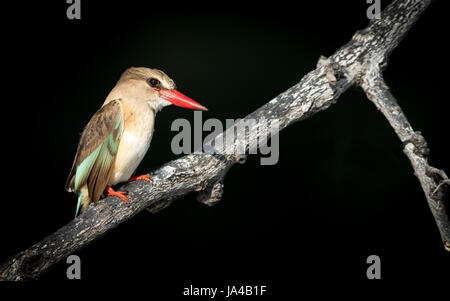 Brown Hooded Kingfisher sur la rivière Chobe au Botswana Banque D'Images