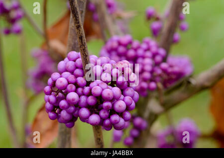 Une grappe de baies pourpres de l'beautyberry Callicarpa (usine) Banque D'Images