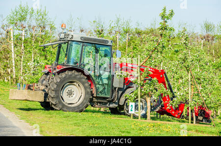 Simrishamn, Suède - Mai 19, 2017 : l'environnement documentaire. Massey Ferguson rouge HTR2 (2014) tracteur garé entre des rangées de pommiers dans le verger. B Banque D'Images