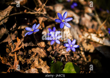 Première violette bleu dans la forêt. Blue spring wildflowers, l'hépatique Hepatica nobilis. Banque D'Images