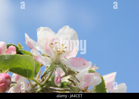 Malus domestica 'Yorkshire' heritage aromatiques variété apple en pleine floraison dans un verger sur une journée ensoleillée peut, en Angleterre, Royaume-Uni Banque D'Images